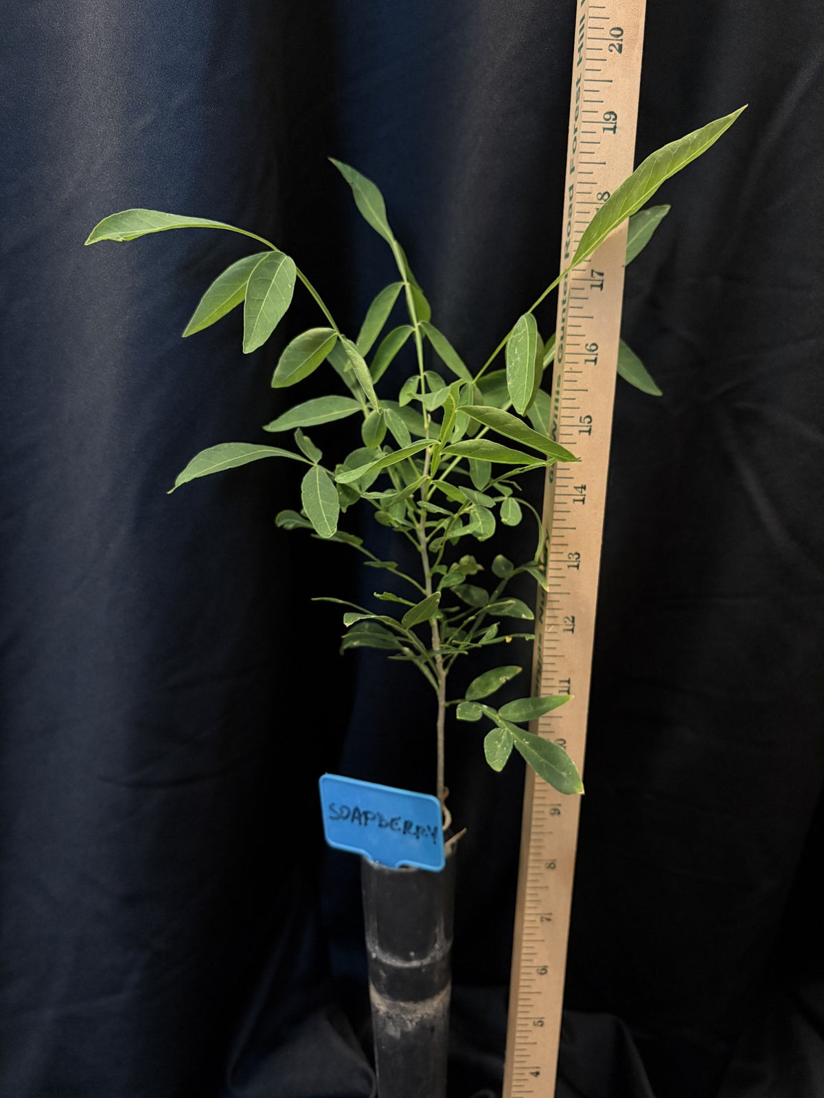Western Soapberry - Container