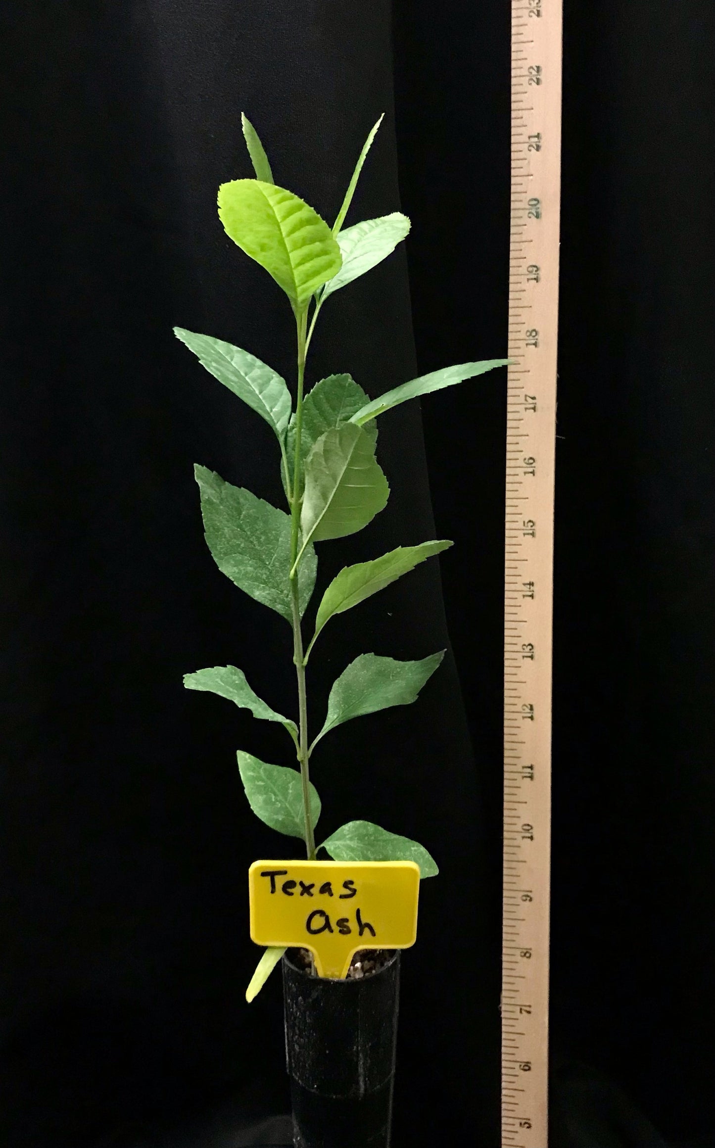 Texas Ash - Container