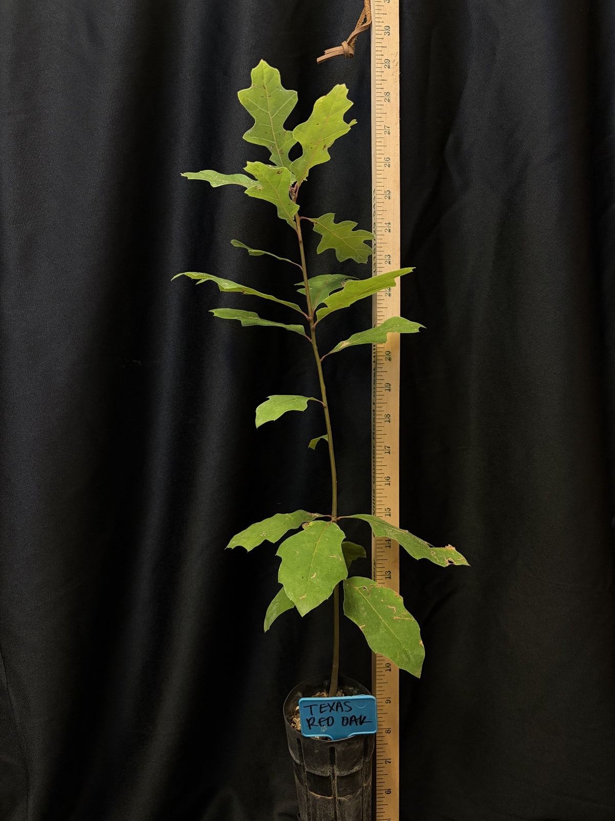 Texas Red Oak - D40