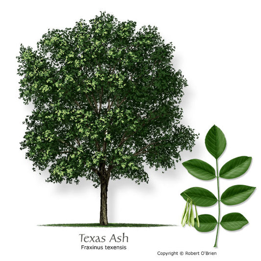 Texas Ash - Container