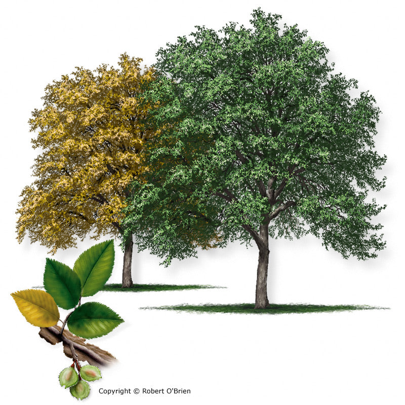 Cedar Elm - D40