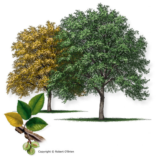 Cedar Elm - D40