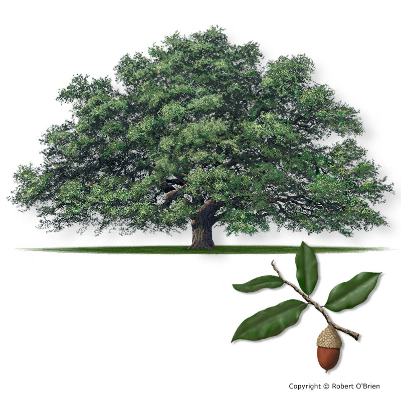 Live Oak - Container