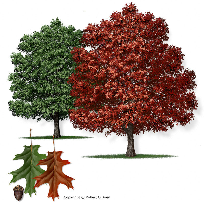 Texas Red Oak - D40