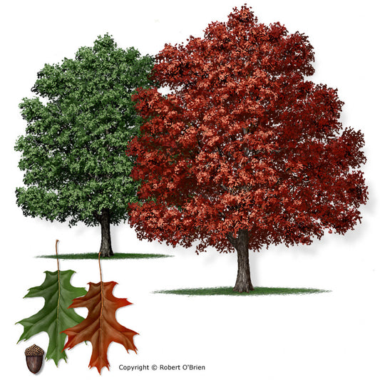 Texas Red Oak - D40
