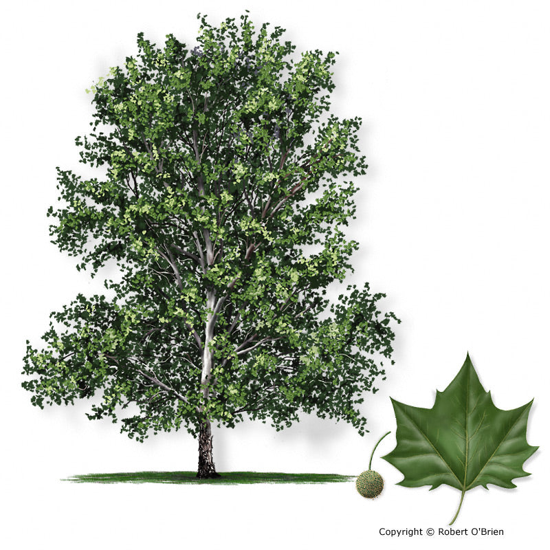 American Sycamore - Container