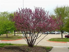 Mexican Buckeye - Container