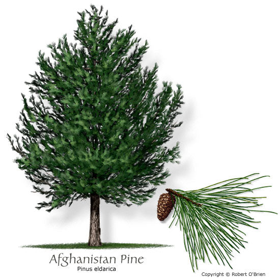 Afghanistan Pine - Container