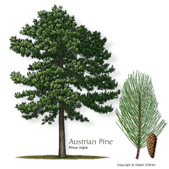 Austrian Pine - Container