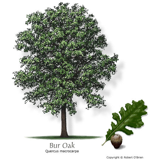 Bur Oak - Bareroot