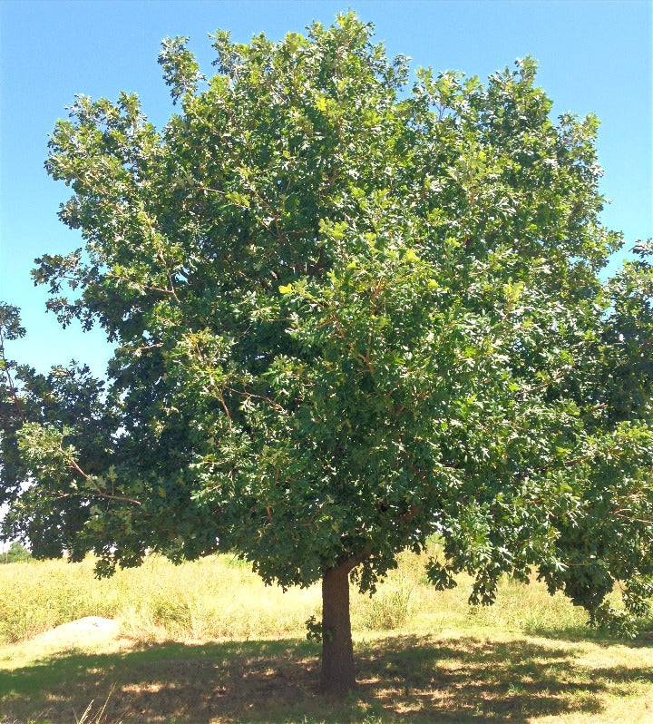 Bur Oak - Bareroot