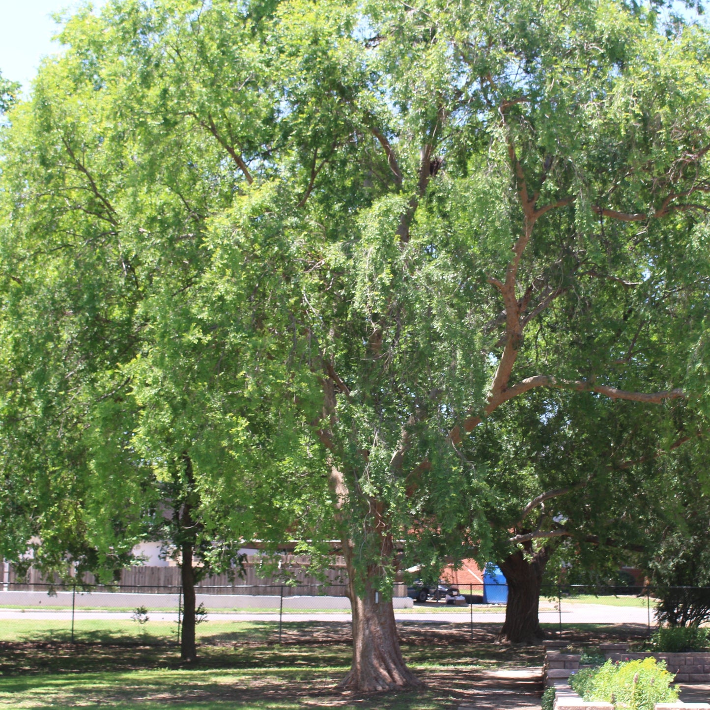 Lacebark Elm - Bareroot