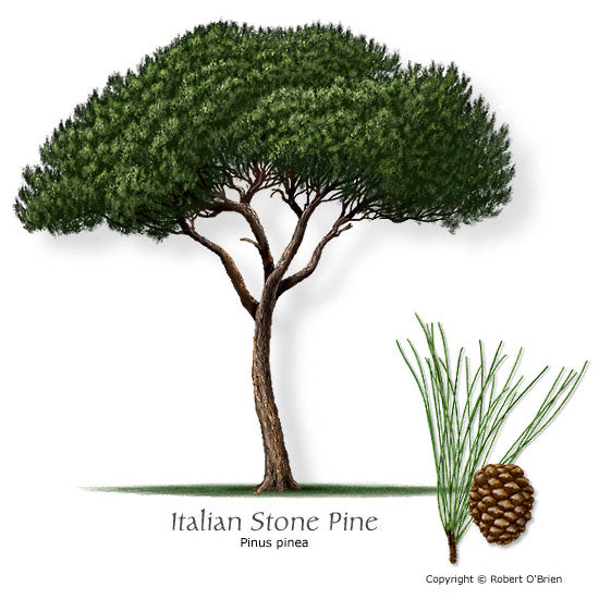Italian Stone Pine - Container