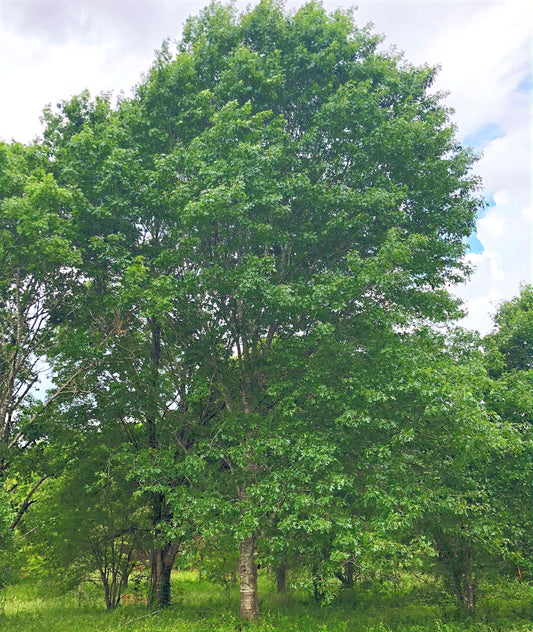 D40 - Shumard Oak - Container