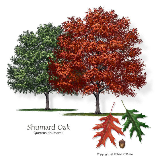 Shumard Oak - Bareroot