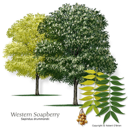 Western Soapberry - Container