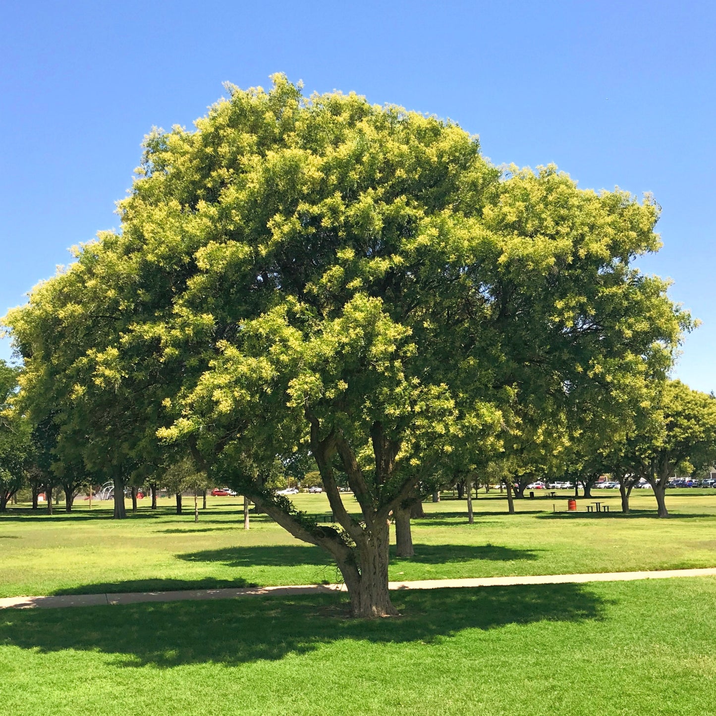 Western Soapberry - Container