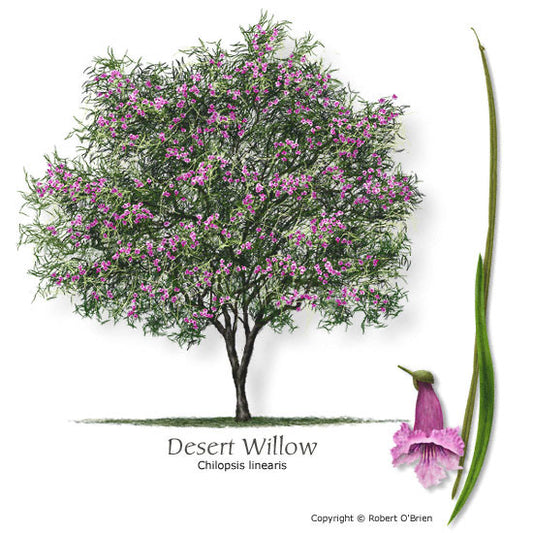 Desert Willow - Container