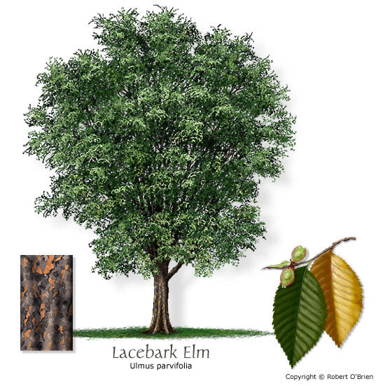 Lacebark Elm - Bareroot